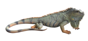 Iguana PNG-93168